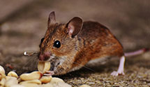 24 Hour & Emergency Exterminators in Wildwood Lake, IN